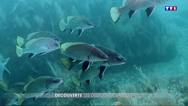 La réserve de Banyuls, havre de paix pour des dizaines d'espèces sous-marines