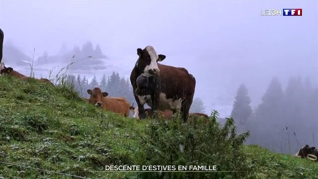 En Haute-Savoie, l'heure est au retour d'estive pour les familles et leurs animaux