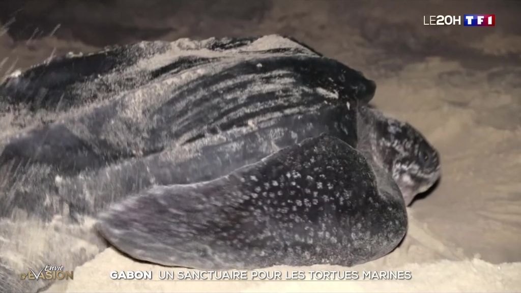 Gabon : la ponte des tortues marines géantes sous haute protection