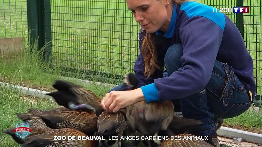 Héros de l'été : les soigneurs des animaux du zoo de Beauval