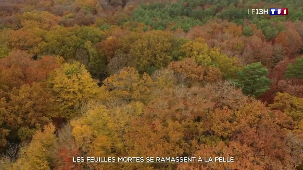 La forêt du Gâvre aux couleurs de l'automne
