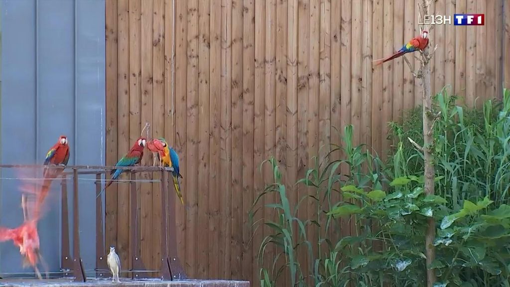 Parrot World : le parc animalier protecteur de perroquets