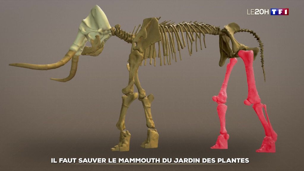 Sauver le mammouth du Muséum national d'histoire naturelle à Paris