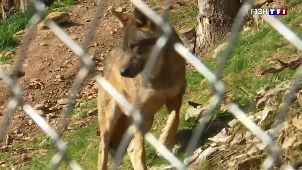 Une nouvelle meute de loup réintroduite dans le parc Alpha dans la vallée de Vésubie