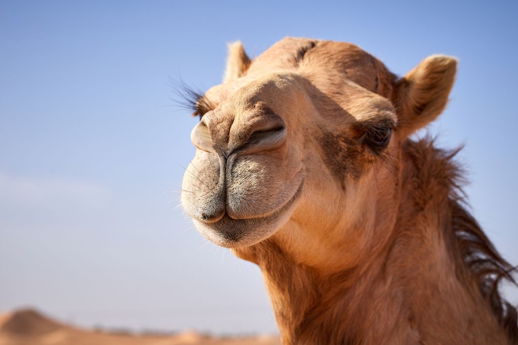 Arabie saoudite : des chameaux botoxés provoquent le scandale lors d'un concours de beauté