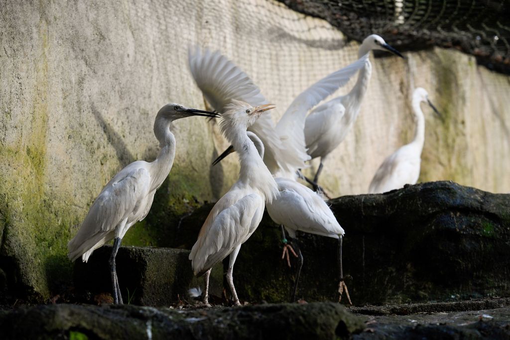 Le zoo de Pont-Scorff transformé en centre pour animaux sauvages : les dessous d'un projet 