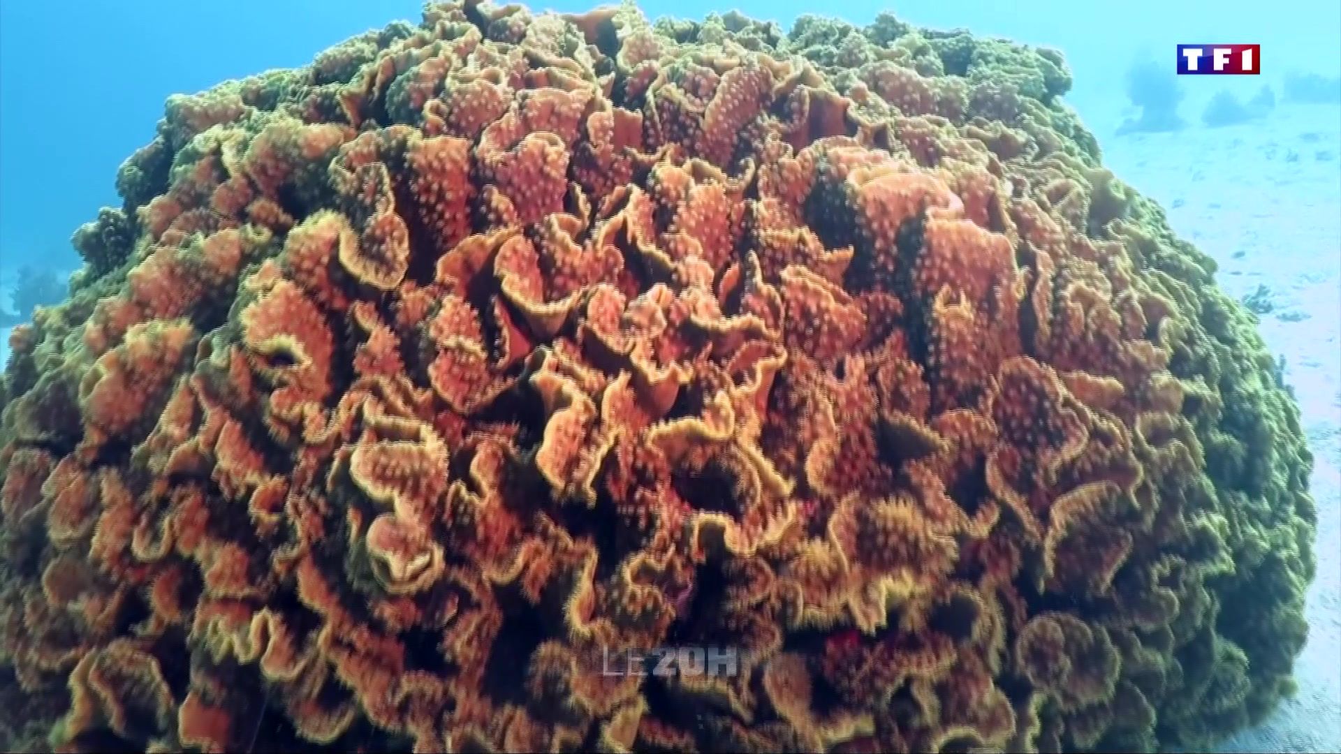 corail des mers