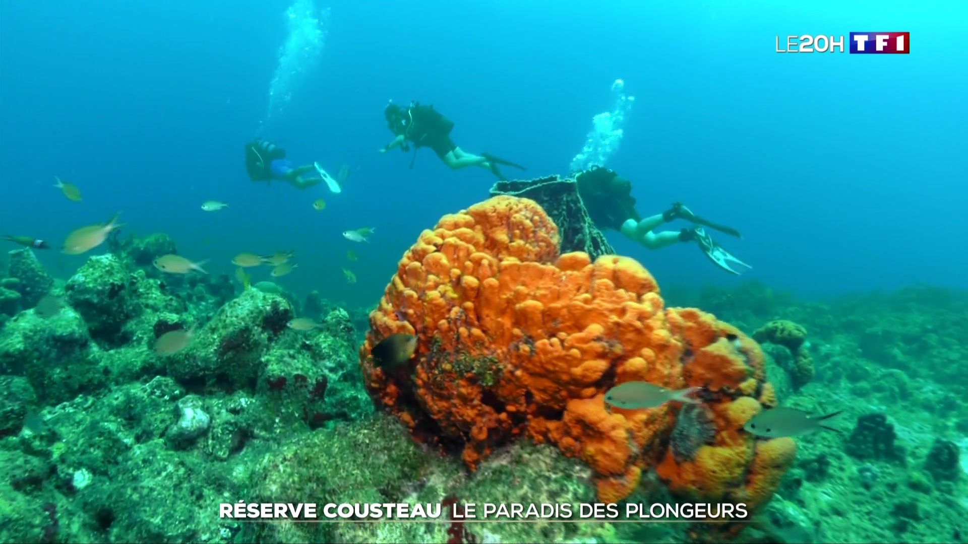 plongée réserve cousteau