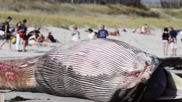 VIDÉO - Une baleine de 13 m de long s’échoue sur une plage du Finistère
