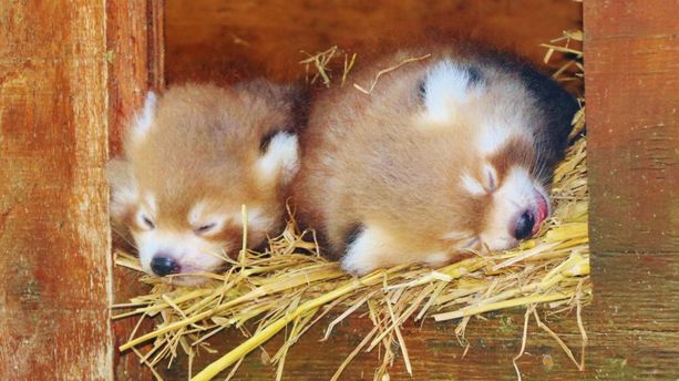 Deux pandas roux viennent de naître et c’est une bonne nouvelle