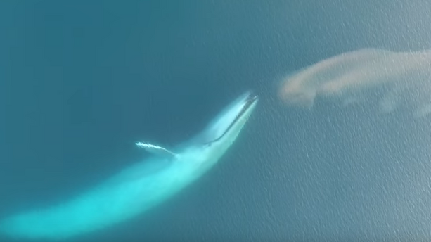 VIDÉO - Le spectacle magnifique d'une baleine bleue vue du ciel en plein repas