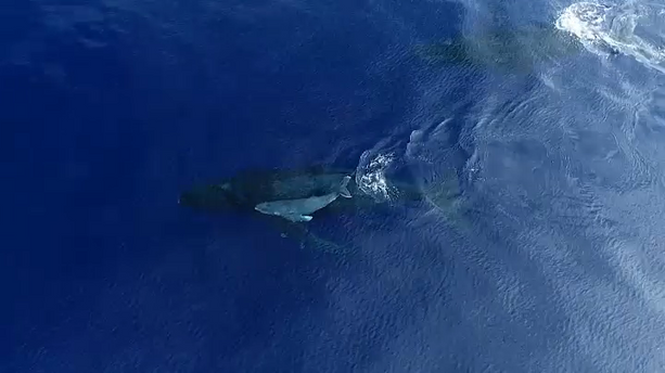 VIDEO - Une baleine et son baleineau filmés au large de La Réunion