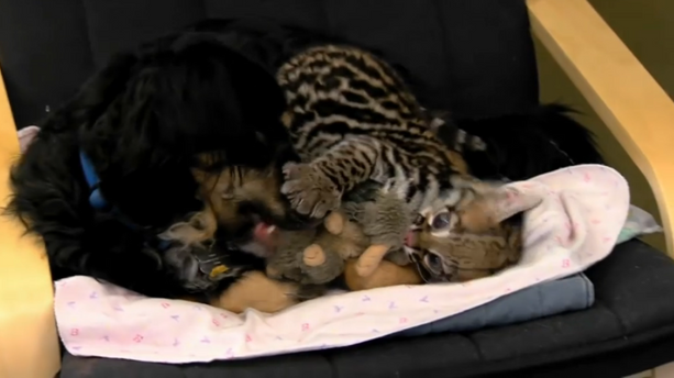 VIDÉO - Etats-Unis : au zoo de Cincinnati, une chienne devient la mère de trois bébés tigres