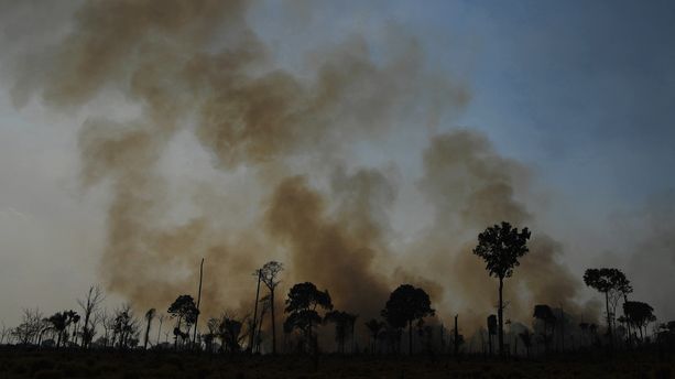 COP26 : plus de 100 pays vont s'engager contre la déforestation, dont la France
