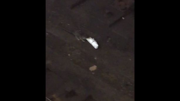 L'instant meugnon - Dans le métro new-yorkais, un rat vole un burrito