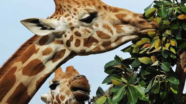 De la girafe, dernier repas des condamnés de Pompéi