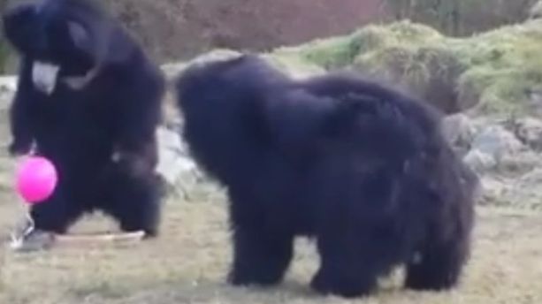 VIDÉO – Quand trois ours rencontrent un ballon rose pour la première fois...