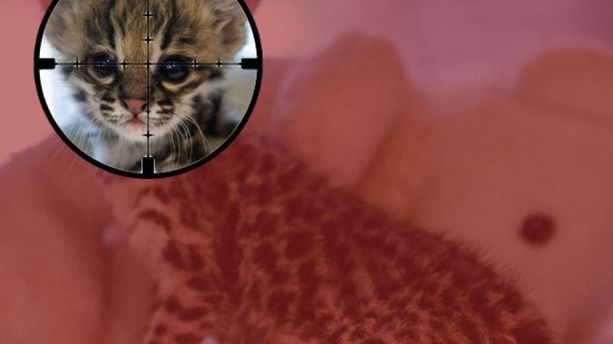 La chasse au chat bientôt interdite en Allemagne ?