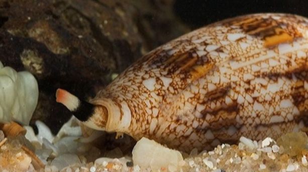 L'étude santé du jour : le venin d'escargots marins, un antidouleur prometteur