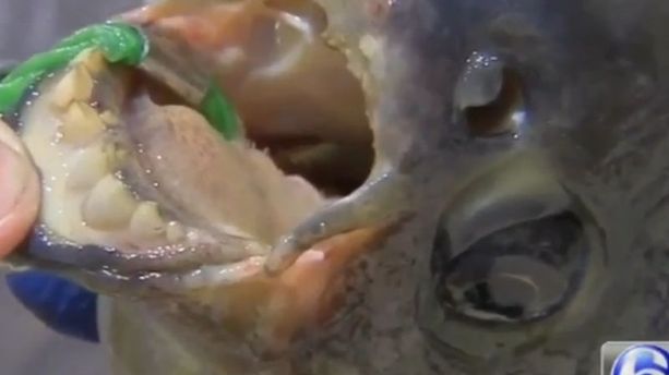 Un poisson réputé comme mangeur de testicules retrouvé dans un lac