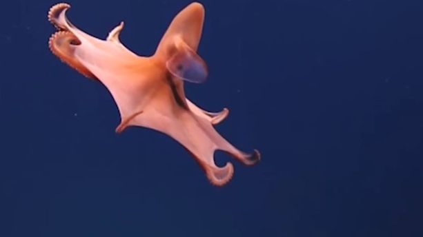 Des centaines de nouvelles créatures ont été découvertes dans les fonds marins
