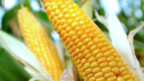 OGM : le maïs transgénique MON810 est désormais interdit en France