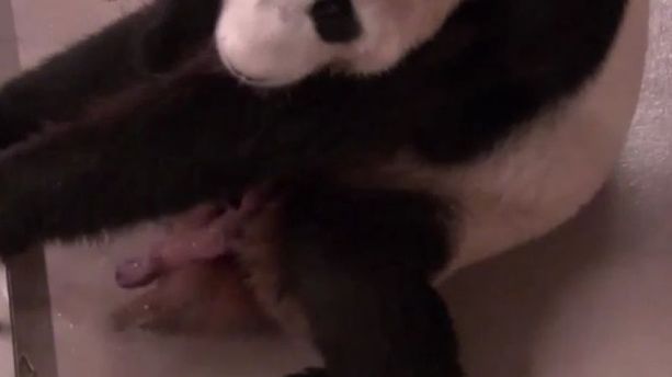 L'instant meugnon - La naissance de jumeaux pandas géants au zoo de Toronto