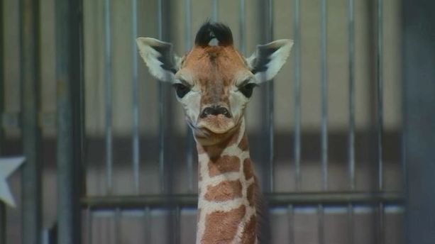 Grande première au zoo d'Amnéville : un girafon est né