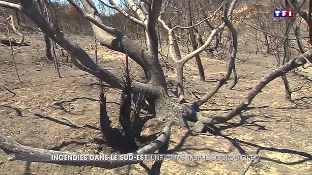 Incendies dans le sud de la France : un désastre écologique