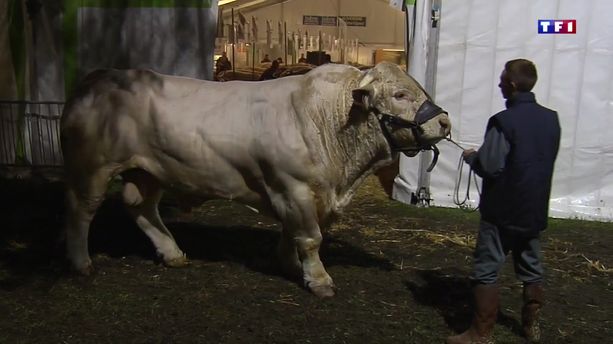 Isère : découvrez l'une des plus anciennes foires aux bestiaux de France
