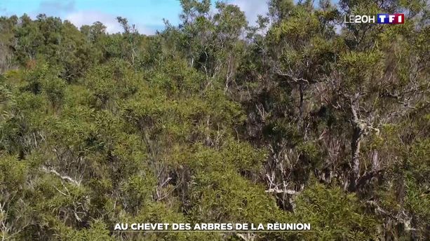 La Réunion : au chevet des tamarins des hauts