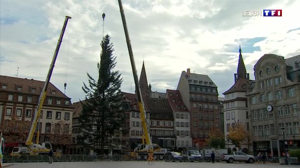 Le sapin de Noël prend place à Strasbourg