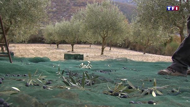 Les célébres olives noires de Nyons ont obtenu l'AOC