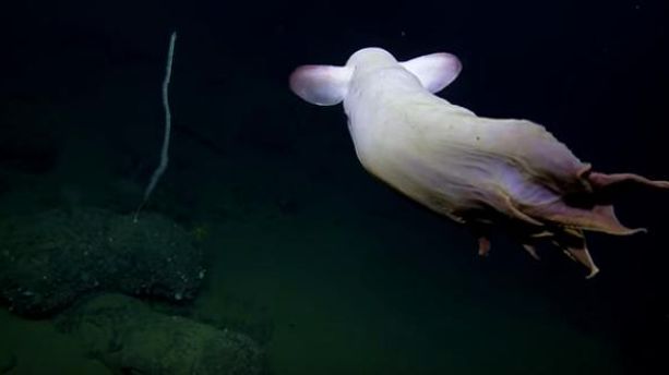 VIDÉO - Admirez la pieuvre Dumbo, cet étrange animal fantôme des abysses 