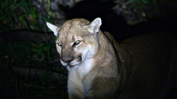 cougar puma jaguar femme
