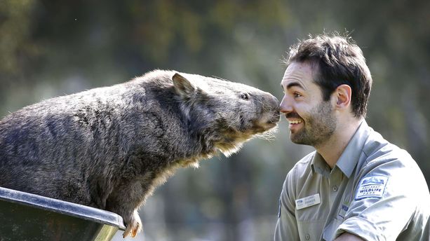 Disparition à 31 ans de Patrick le wombat, marsupial le plus vieux et le plus connu au monde