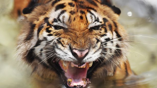 Comment le tigre sauvage, menacé d'extinction, reprend peu à peu du poil de la bête