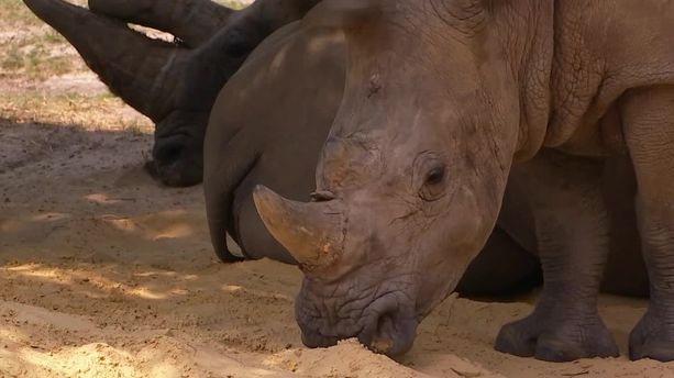 VIDÉO - Rhinocéros abattu à Thoiry : un zoo belge raccourcit les cornes de ses bêtes