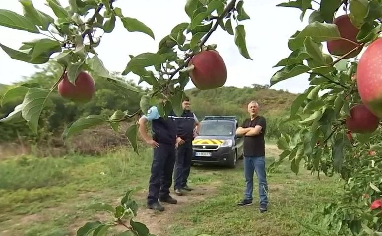 VIDÉO - Récolte de fruits volée : 