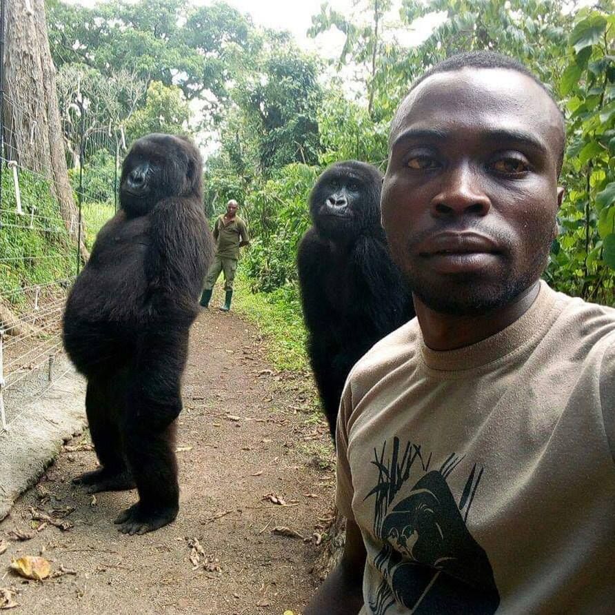Selfie avec deux gorilles : le difficile travail des rangers mis en avant grâce à cette photo devenu virale