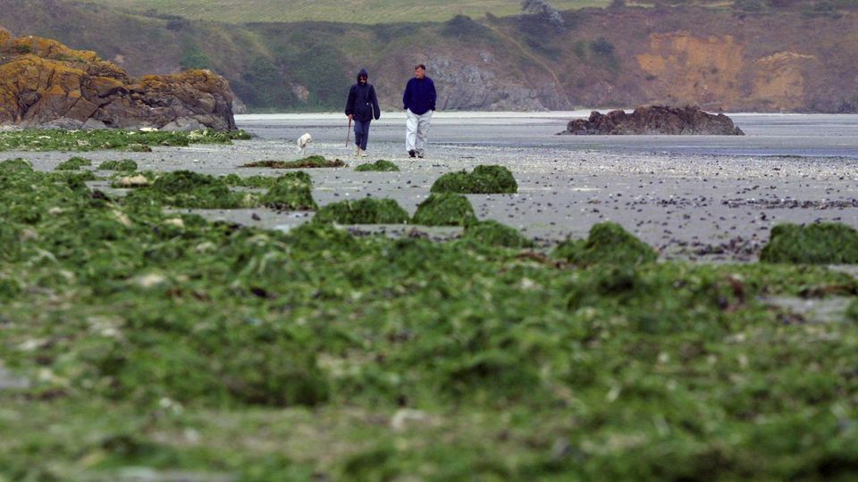 La Bretagne à nouveau touchée par les algues vertes, précoces et déjà nombreuses